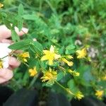 Hypericum maculatumᱵᱟᱦᱟ