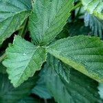 Rubus scaber Leaf