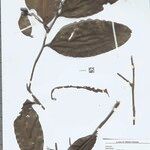 Heteropsis flexuosa Hoja