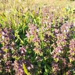 Stachys arvensis Fiore