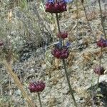 Salvia columbariae Habitus