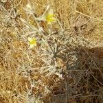 Lactuca orientalis Flor