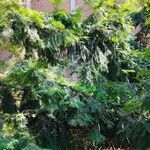 Torreya californica Hábito