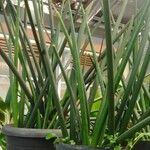 Dracaena stuckyi Blatt