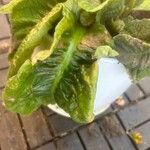Streptocarpus saxorum Leaf