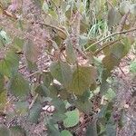 Plectranthus fruticosus Blatt