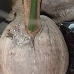 Cocos nucifera অন্যান্য