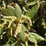 Quercus ilex Flower