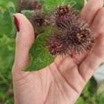 Arctium minusFlors