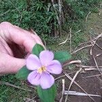 Heterotis decumbens Blüte