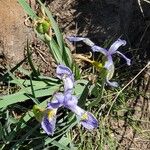 Iris missouriensis ᱵᱟᱦᱟ