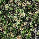 Trifolium pallescens 花