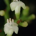 Psychotria foliosa