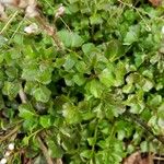 Cardamine parviflora Leaf