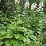 Cardiocrinum giganteum 整株植物