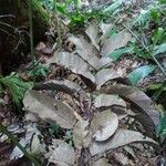 Artocarpus anisophyllus برگ