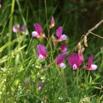 Lathyrus digitatus Flor