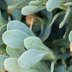 Hertia cheirifolia List