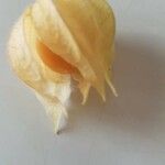 Physalis walteri 果實