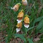 Digitalis laevigata Blüte