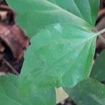 Scutellaria purpurascens Leaf