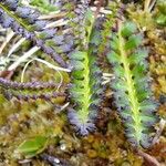 Pedicularis oederi Листок