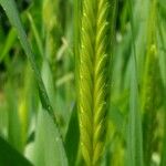 Triticum monococcum 果