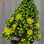 Aeonium undulatum Лист