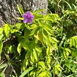 Browallia speciosa Floare