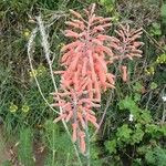 Aloe amudatensis Flower