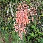Aloe amudatensis 花