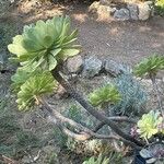 Aeonium appendiculatum برگ