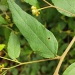 Varronia polycephala Feuille