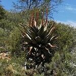 Aloe marlothii Yeri