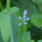 Vicia hirsutaЦвят