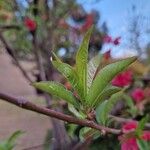 Prunus persica Лист