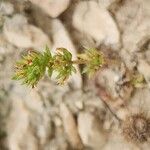 Crassula alata Plante entière