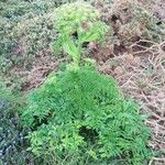 Angelica razulii Leaf