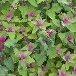 Chenopodium giganteum Blatt