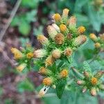 Pentanema squarrosum Flower