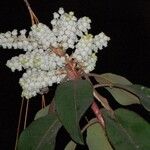 Arbutus xalapensis Flor