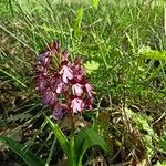 Orchis purpureaBloem