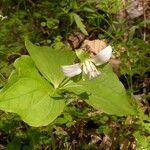 Trillium flexipes Pokrój