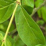 Feretia apodanthera Hoja