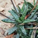 Gasteria obliqua Leaf