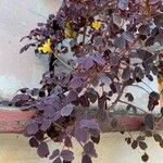 Oxalis spiralis Habit