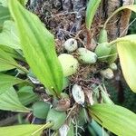 Coelogyne imbricata List