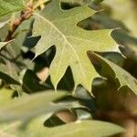 Quercus kelloggii Leaf