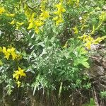 Genista germanica आदत