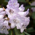 Rhododendron campanulatum Blodyn